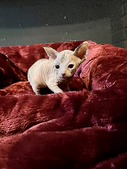 4 week old Sphynx Cat from Southern Illinois Sphynx