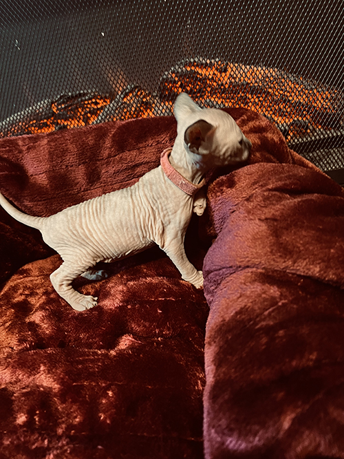 4 week old Sphynx Cat from Southern Illinois Sphynx