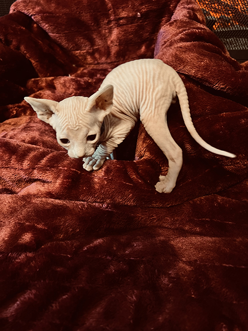 https://www.southernillinoissphynx.com/available-kittens/004-2/
