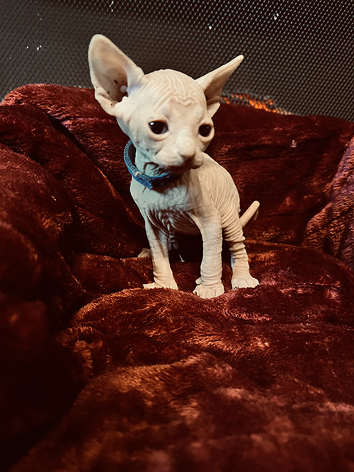 https://www.southernillinoissphynx.com/available-kittens/004-2/